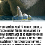 gorilla