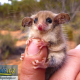 Roztomilý australský „pygmy possum“